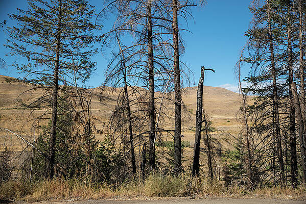 September Photograph - Charred Pines Along SR 153 by Tom Cochran