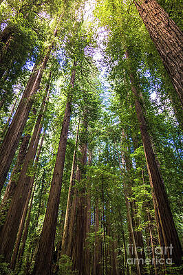 Wall Art featuring the photograph Cheatham Grove Humboldt County #2 by Blake Webster