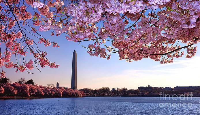 Cherry Blossoms and Washington Monument Photograph