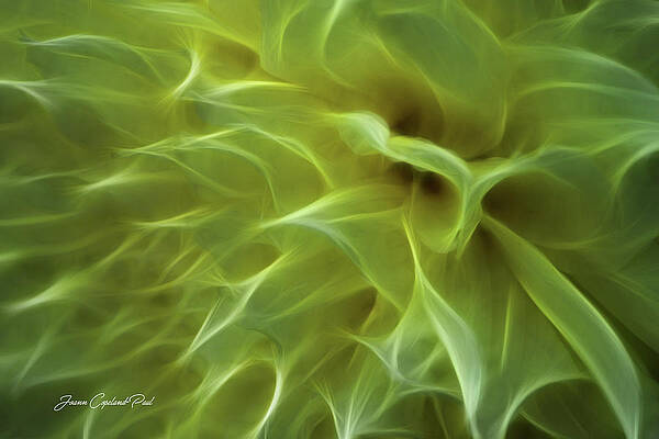 Wall Art featuring the photograph Cheery Chrysanthemum by Joann Copeland-Paul
