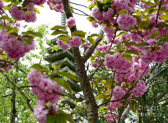 Flower Photograph - Cherry Blossoms In Kyoto Japan by Waterdancer