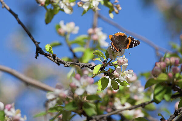 Canada Wall Art featuring the photograph Monarch Butterfly On Cherry Tree by Tatiana Travelways