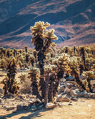 Wilderness Wall Art featuring the photograph Cholla Cactus #4 Joshua Tree National Park by Blake Webster