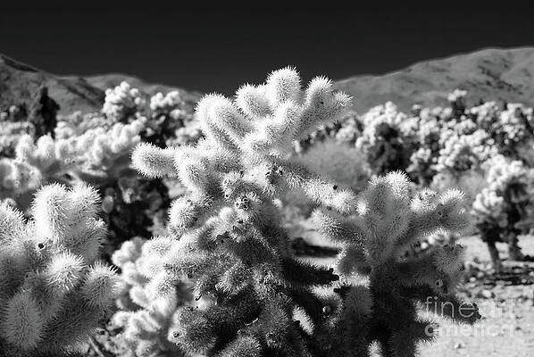 Wilderness Wall Art featuring the photograph Cholla Cactus #5 Joshua Tree National Park by Blake Webster