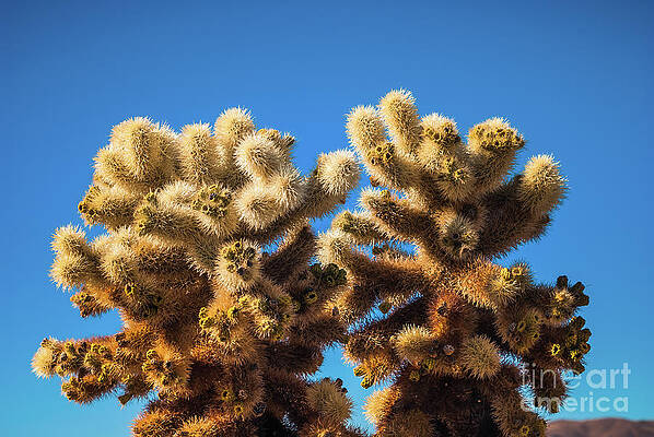 Wilderness Wall Art featuring the photograph Cholla Cactus #6 Joshua Tree National Park by Blake Webster