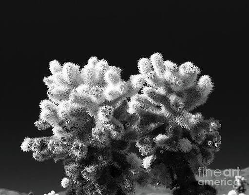 Wilderness Wall Art featuring the photograph Cholla Cactus #7 Joshua Tree National Park by Blake Webster