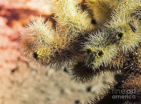 Wilderness Wall Art featuring the photograph Cholla Cactus #8 Joshua Tree National Park by Blake Webster