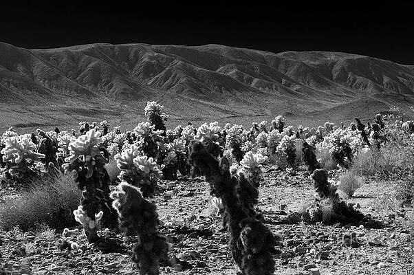 Wilderness Wall Art featuring the photograph Cholla Cactus Grove by Blake Webster