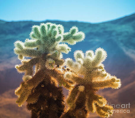 Wilderness Wall Art featuring the photograph Cholla Cactus Late Afternoon by Blake Webster