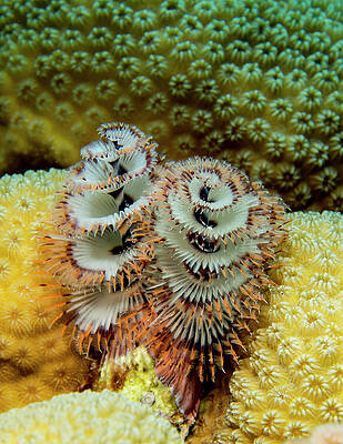 Nature Photograph - Christmas Tree Worms by Jean Noren