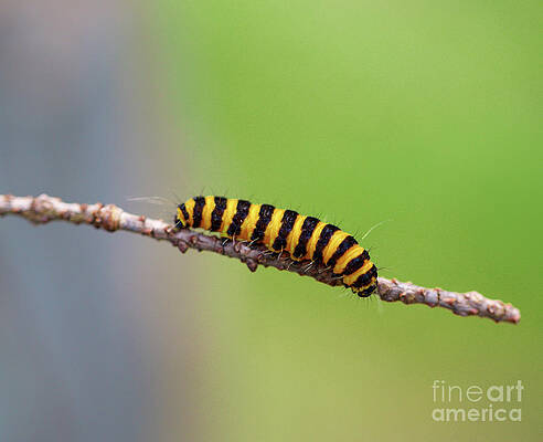 Oregon Photograph - Cinnabar Moth Caterpillar by Bruce Block