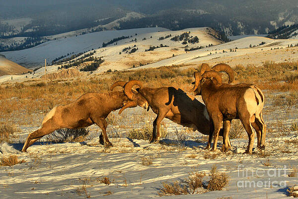 Mountain Wall Art featuring the photograph Clash Of The Bighorn Brawlers Crop by Adam Jewell
