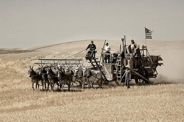 Historic Wheat Harvesting Scene Photograph