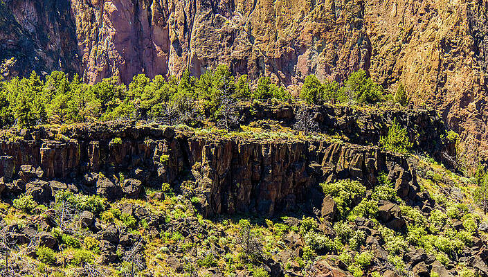 Tree Wall Art featuring the photograph Cliff Edge by Jonny D