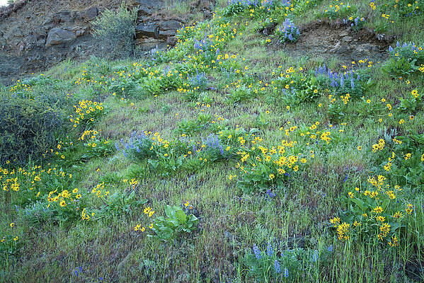 May Photograph - Cliffside Wildflowers by Tom Cochran