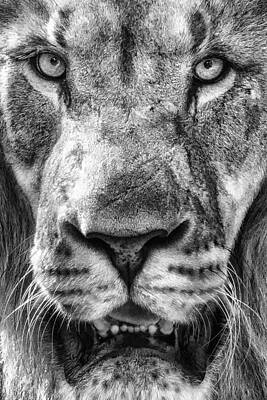 Wall Art featuring the photograph Close And Personal by Ghostwinds Photography