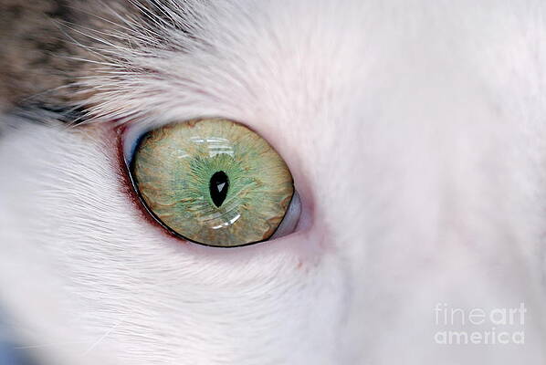 Close Up Photograph - Close-up Of Eye Of Domestic Cat by Sami Sarkis Photography
