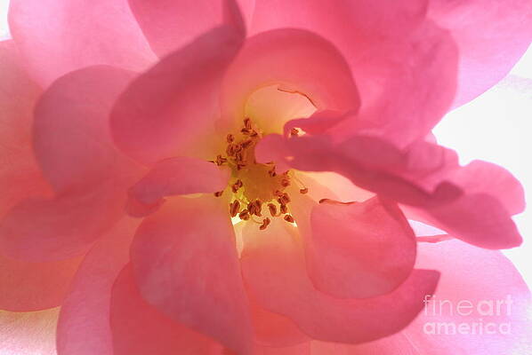 Nature Wall Art featuring the photograph Close-up Of Pink Rose by Sami Sarkis Photography