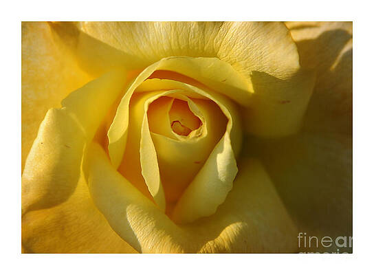 Vibrant Photograph - Close-Up Yellow Rose In Bloom by Stefano Senise