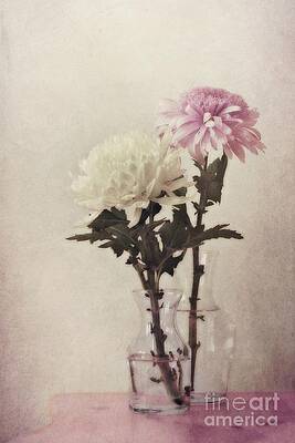 White and Pink Chrysanthemums Wall Art