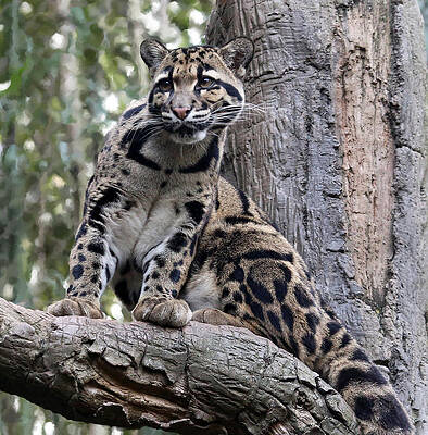 Photograph - Clouded Leopard by Gina Fitzhugh