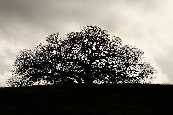 America Photograph - Coast Live Oak - Creston California by Darin Volpe