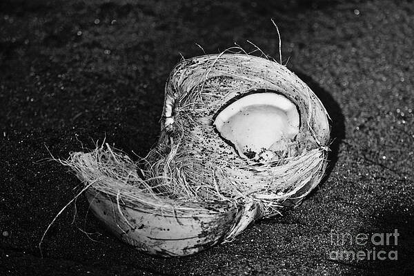 Wall Art featuring the photograph Coconut  Punaluu Beach, by Debra Banks
