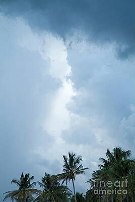 Tree Wall Art featuring the photograph Coconut Trees Against The Backdrop Of A Stormy Sky by Sami Sarkis Photography