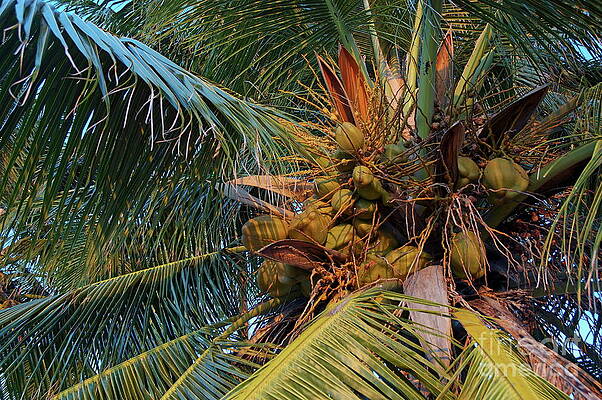 Tree Wall Art featuring the photograph Coconuts Growing On A Palm Tree by Sami Sarkis Photography