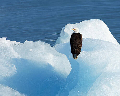 Wild Wall Art featuring the photograph Cold Feet -- Bald Eagle On An Iceberg In Disenchantment Bay, Alaska by Darin Volpe