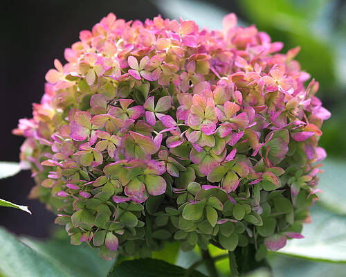 Wall Art featuring the photograph Color-changing Little Lime Hydrangea by Rona Black