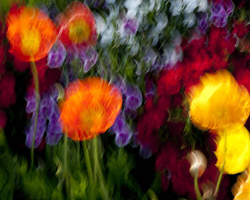 Green Wall Art featuring the photograph Color Explosion by Kelley King