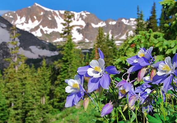 Colorado Photograph - Colorado Blue Columbine by Cascade Colors