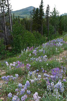 Rocky Mountain National Park Photograph - Colorado Wildflowers And Mountain by Cascade Colors
