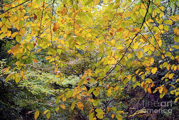 Tree Wall Art featuring the photograph Colorful Autumn Trees by Sami Sarkis Photography
