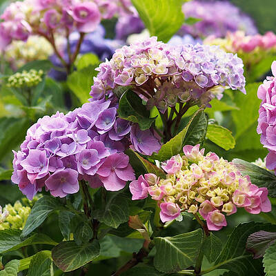 Wall Art featuring the photograph Colorful Hydrangea Blossoms by Rona Black
