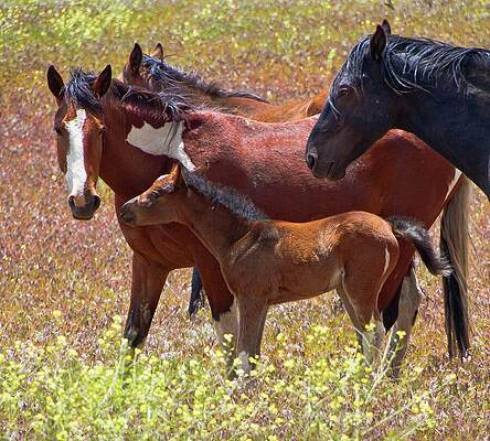 Horse Photograph - Wild Horse Family In Yellow Wildflowers by Waterdancer