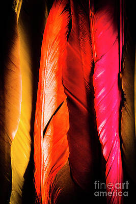 Natural Wall Art featuring the photograph Colourful Feather Art by Jorgo Photography