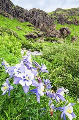 Color Wall Art featuring the photograph Columbines by Jeff Stoddart