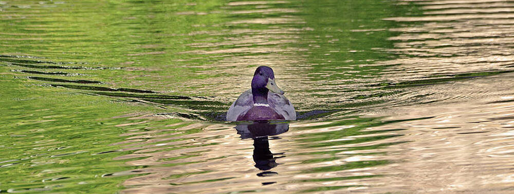 Water Wall Art featuring the photograph Comin' At You by La Dolce Vita