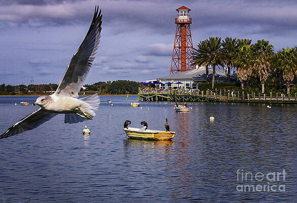 Fl Wall Art featuring the photograph Coming In For A Landing  #2 by Mary Lou Chmura