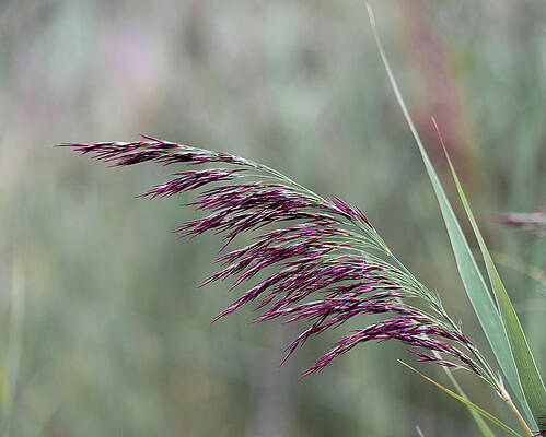 Wild Photograph - Common Reed Flower Stalk by Scott Lyons