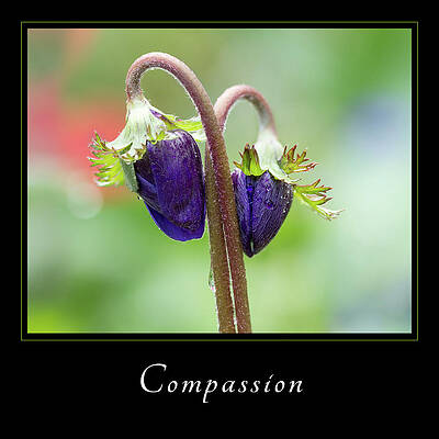 Two Purple Flowers Close Together Wall Art