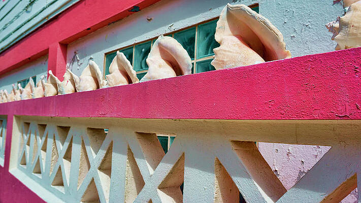 Wall Art featuring the photograph Conch Shells On A Pink Wall - Ambergris Caye, Belize by Waterdancer