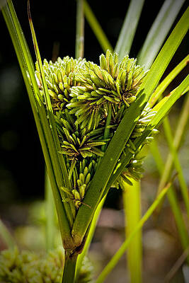 Nature Wall Art featuring the photograph Cone Of Green by Kelley King