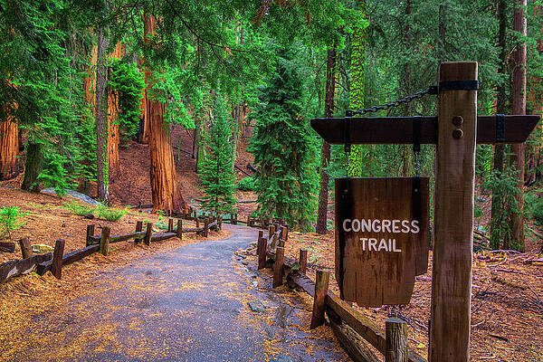 Photograph - Congress Trail Sign In Sequoia National Park by Miroslav Liska