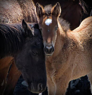 Horse Photograph - Two Wild Horse Siblings Bonding Portrait by Waterdancer