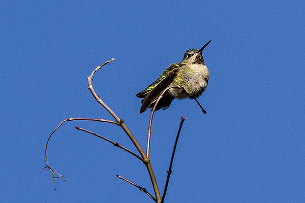 Bird Wall Art featuring the photograph Contorted Humming Bird by Jean Noren