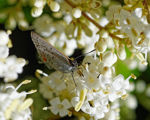 Wild Wall Art featuring the photograph Copper Blades -- Gorgon Copper Butterfly In Templeton, California by Darin Volpe