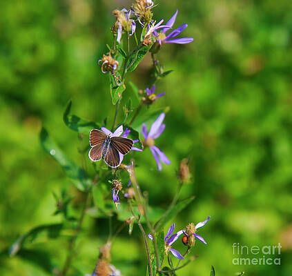 Butterfly Photograph - Copper Butterfly by Bruce Block